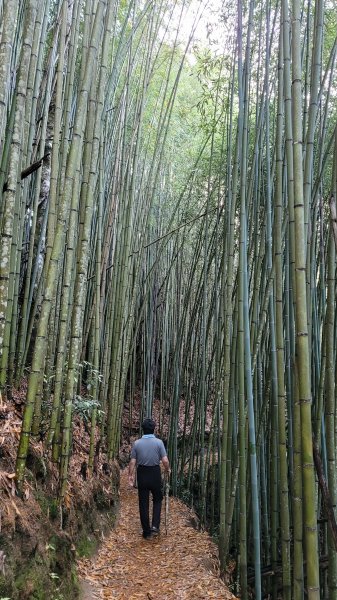 上帝的部落司馬庫斯神木群步道2176293