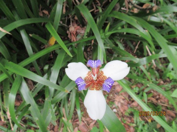 紅淡山步道907488