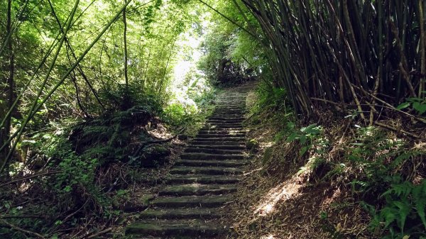 陽明山16草原之東線8草原2196035