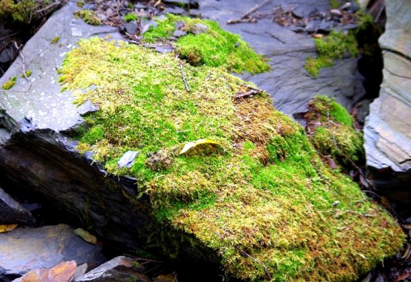 山風15度C吹拂 ~ 合歡溪 步道1551795