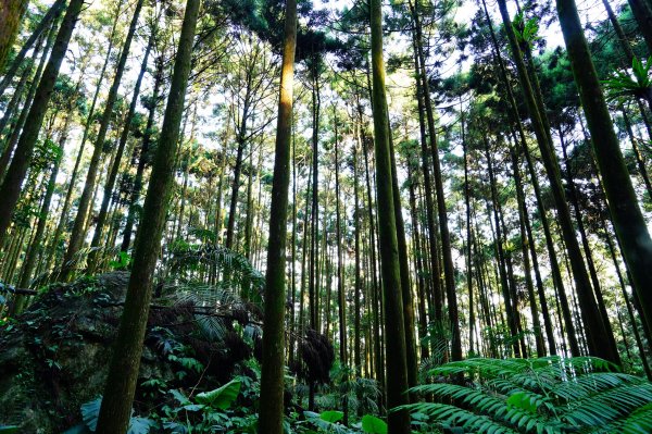苗栗 南庄 光天高山、向天湖山3073673