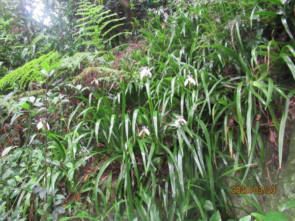 劍潭山步道904730