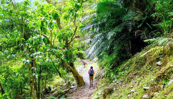 知本森林遊樂區3015081