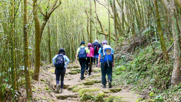 《蝶戀花。錫葉藤盛放》2735270