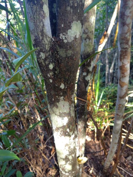 唐麻丹山 蝴蝶谷2918822