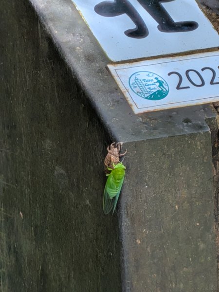 2025-06-14 臺北大縱走第一段來回2814742