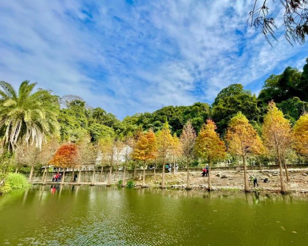 桃園大溪-花彩節🌼李騰芳古厝-月眉落雨松2936528