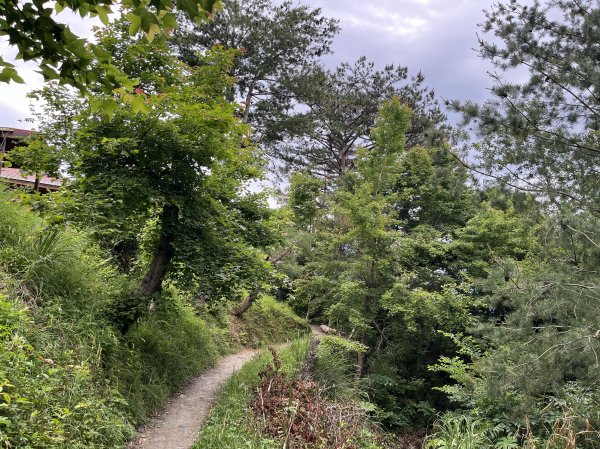 2025_0524 司馬庫斯神木群步道2797192