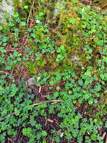 稍來小雪山國家步道、船型山、鞍馬山、鞍馬山東北峰、天池、雪山神木2799675