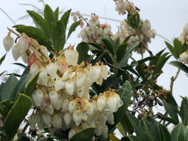 玉山前峰【我們與玉山的距離】583866