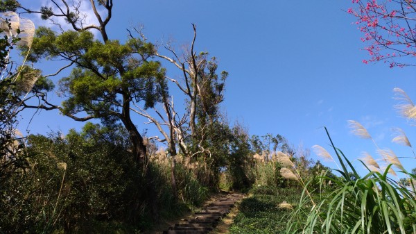 銀河洞越嶺步道+待老坑山+鵝角格山254979