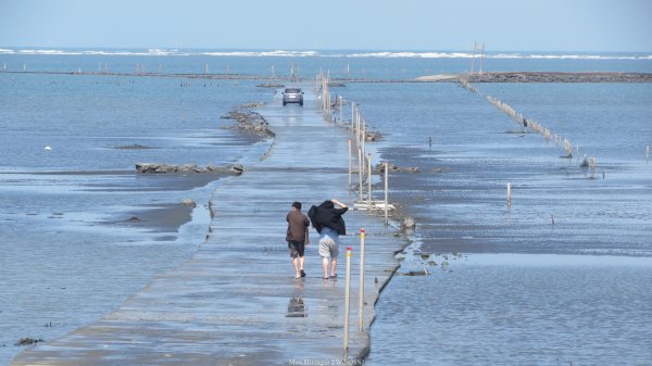 《彰化》海中步道｜漢寶濕地芳苑濕地健行賞鳥202603153016762