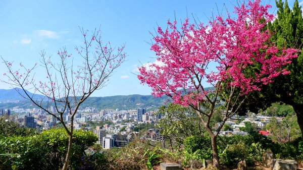 《蝶戀花・善光寺禪門櫻花》2709768