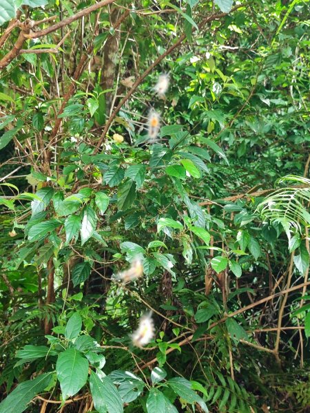 淡蘭古道第三段（我的淡蘭最終章）2838793