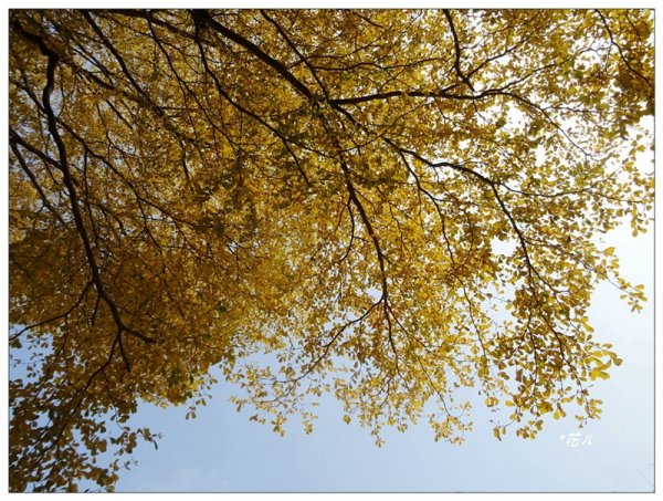 小葉欖仁/黃金雨1634889