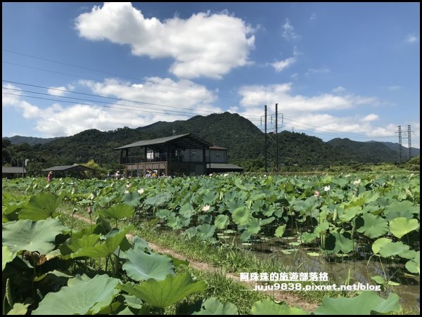 新北。雙溪荷花園｜免門票還有稼日蒔光小市