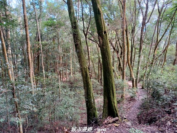 【台中和平】在虐腳的陡上中持續前進。 谷關七雄-八仙山主峰步道2367687