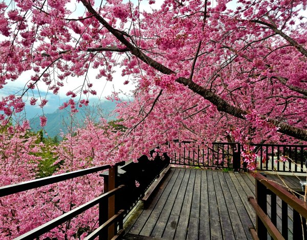 司馬庫斯神木群步道及櫻花季-(新竹)臺灣百大必訪步道3007825