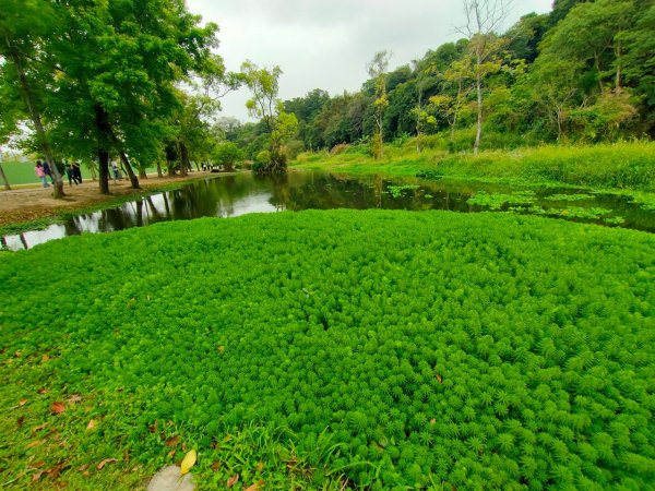 大溪［山豬湖生態園區］+［中庄吊橋］2231692