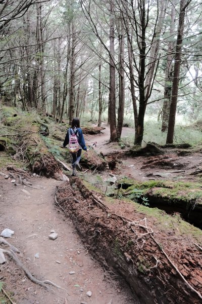 缺哩の塔關山2572450