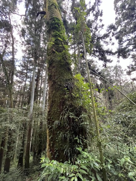 [嘉遊好步道．來嘉走走-04/10] 2024_1011 阿里山頂湖步道2624754