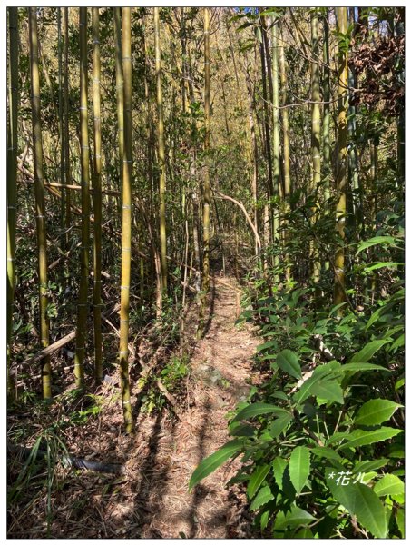 那羅山、煤源山、凌空廊道連走2684219