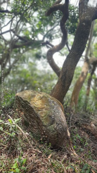 《台中》悠然雅緻｜后里毘盧禪寺小O精華步道202504042752325