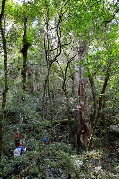 2019遺落的巨人森林聚落--唐穗山699923