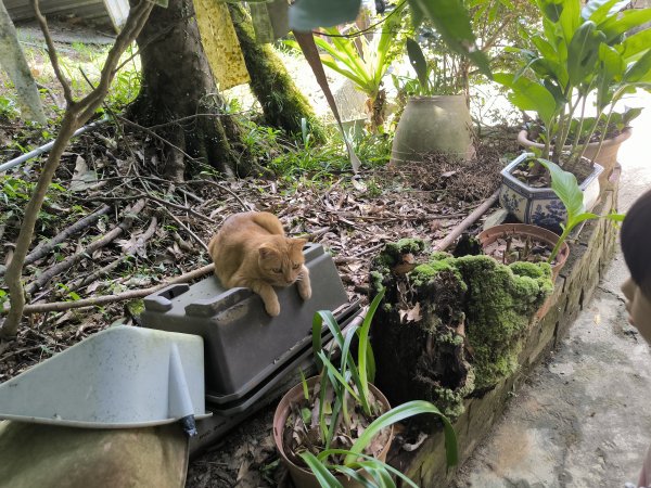 20250927微笑山線：【五分山系】望古瀑布段2896133