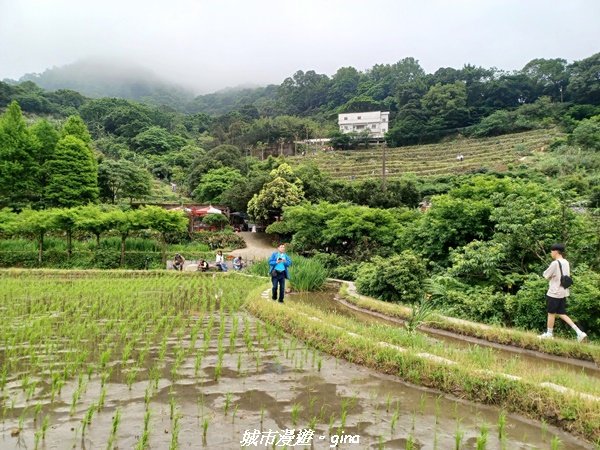 【新北石門】全台唯一火山岩石砌梯田。 嵩山百年梯田阡陌步道2823949