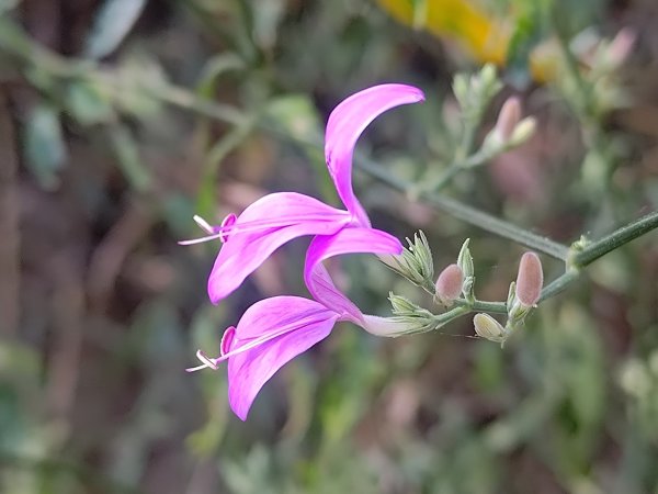 盆貿里山三盆連走2749538