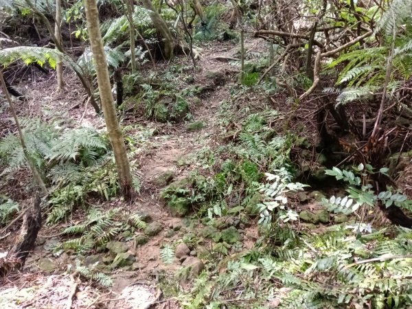 基隆市/萬里區界寮縱走之三界山+三界山西峰+開眼尖山+七分寮山+瑪七產道山泉水接水亭2979538