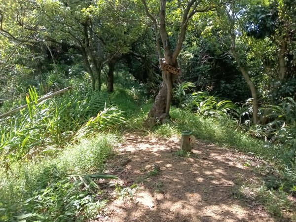 基隆市金交椅山+金交椅南峰+紅淡山東北峰、北北峰、北峰+紅淡山+厲翼嶺出三坑車站2903198