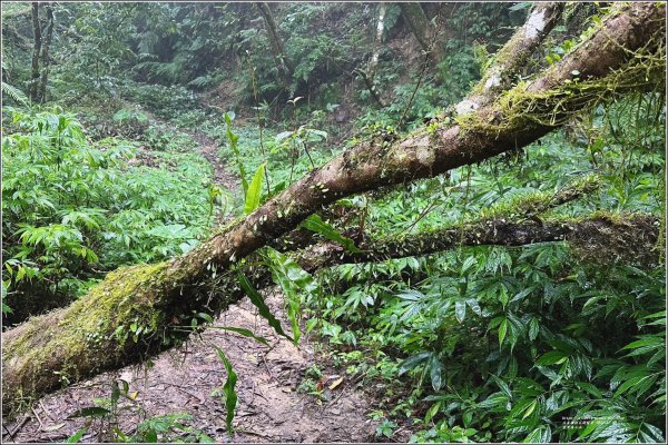 萬人山-2023年11月12日2347840