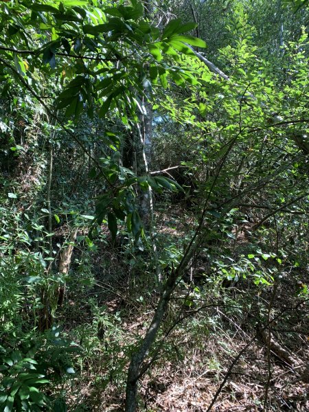 20251122高雄竹山口山2945314