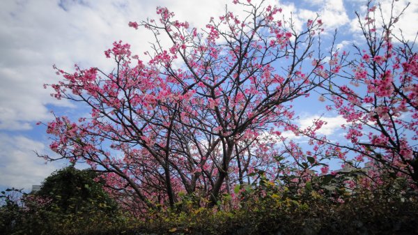 樂活公園櫻花2016474