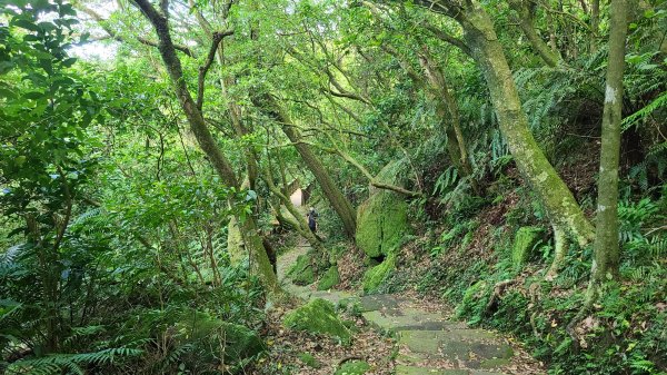 2022-0605 苗冷古道-七星公園-冷水坑-冷擎步道1727663