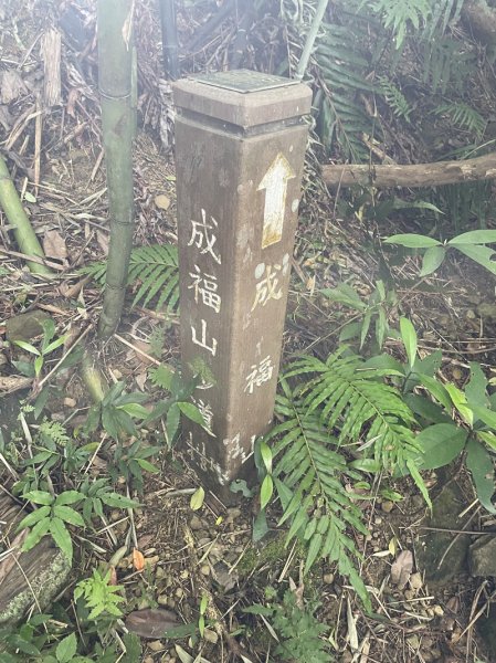 【天上山系】望月亭桐花2869354