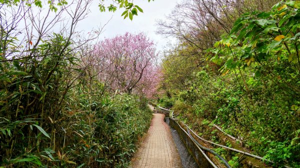 《蝶戀花・賞墨染櫻》2716452