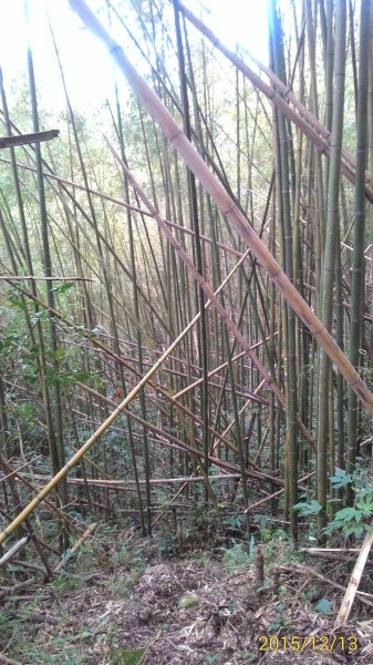 20151213尖石鄉屯野台山石麻達山28018