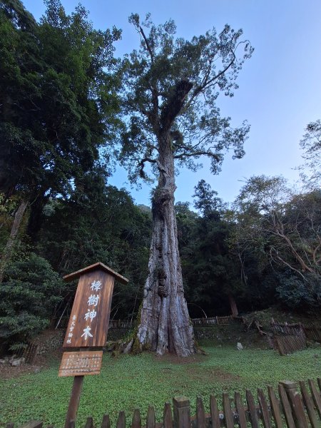 神木村千年樟木202512112959517