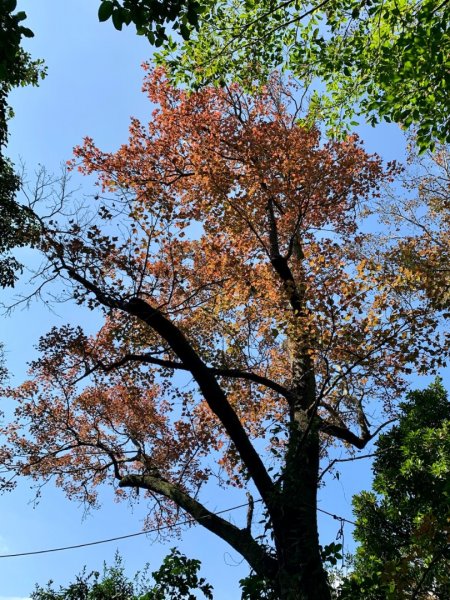 紗帽山登山步道—橫嶺古道—前山公園1966133