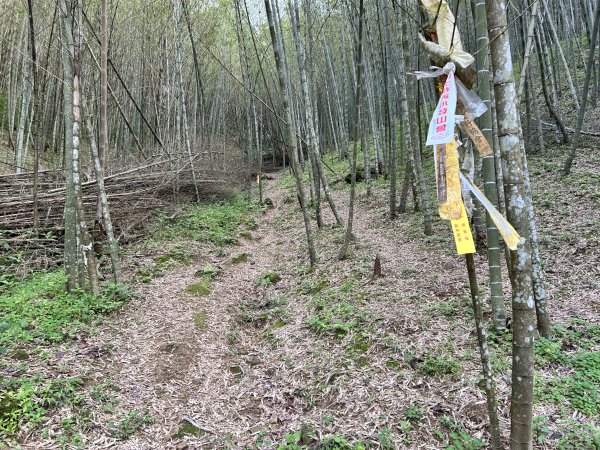 桃園金面山2752271