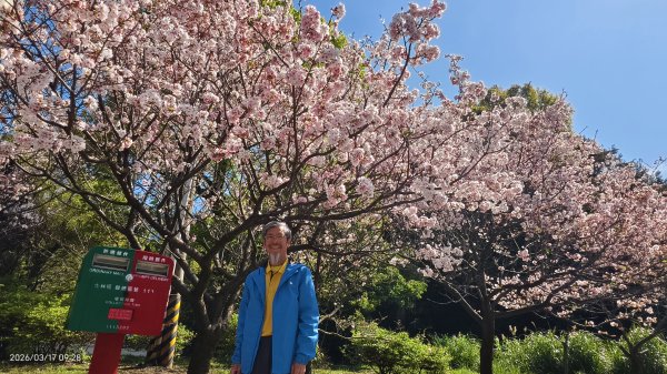 #中山樓 #陽明公園 #十八份 #墨染櫻 #吉野櫻 #唐棉 #小實女貞 #大紅蛺蝶 #夕陽 3/13017029