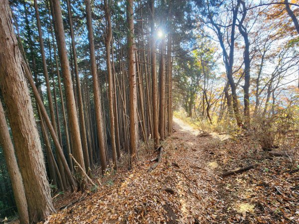 20251127陣馬山至高尾山2959078