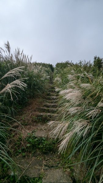 113.10.27大屯山主峰-二子山西峰-二子山東峰2638817