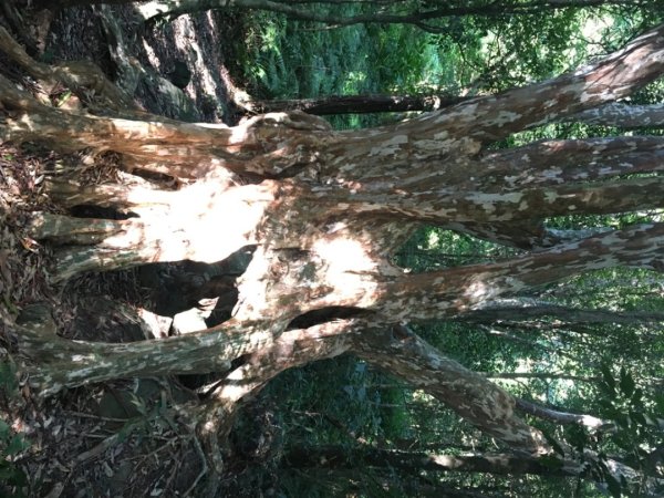 鳥結o. (內鳥嘴、那是山2595874