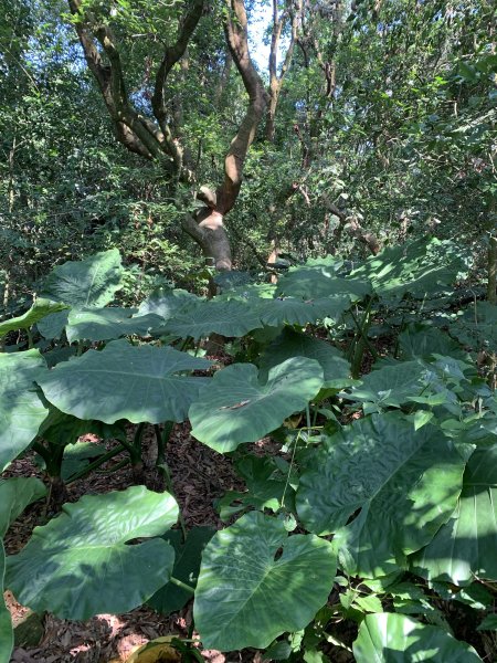 20251122高雄竹山口山2945307