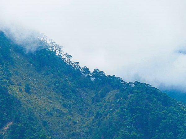 攀上台灣之巔，賞高山花海及島嶼天光1011734