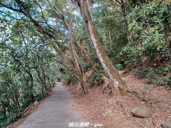 【彰化社頭】台灣百大必訪步道。清水岩中央嶺造林步道十八彎古道O型2029261